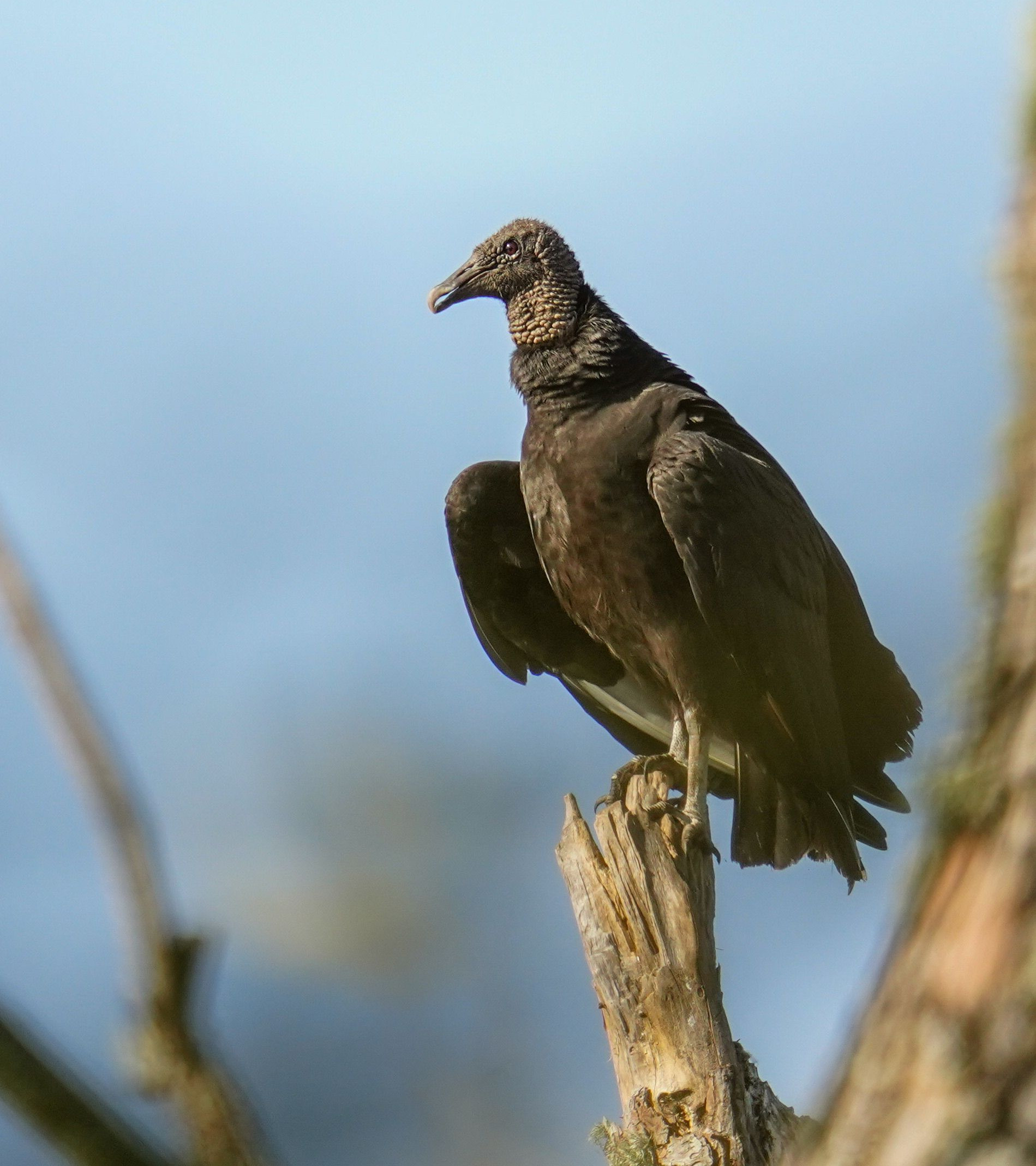 black vulture perched on debris