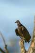 black vulture perched on debris