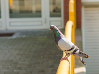 A pigeon perched on a yellow metal handrail in front of a commercial or residential building, with sunlight casting shadows on the paved ground below.