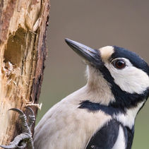 female woodpecker
