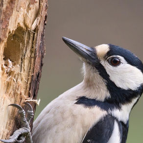 female woodpecker