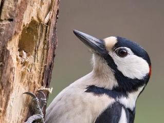 female woodpecker