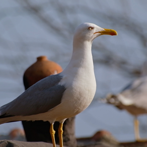 two seagulls outside