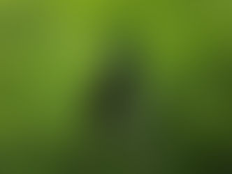 Grackle perched on a tree branch.