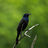 Grackle perched on a tree branch.