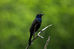 Grackle perched on a tree branch.