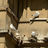 Seagull with chicks in nest — example of protected seagull nesting habits property managers must consider.