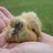 a baby pigeon being held in someone's hands
