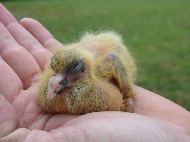 a baby pigeon