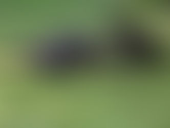 Three American crows foraging together on green grass in a sunlit field, one crow looking up while the others peck at the ground.