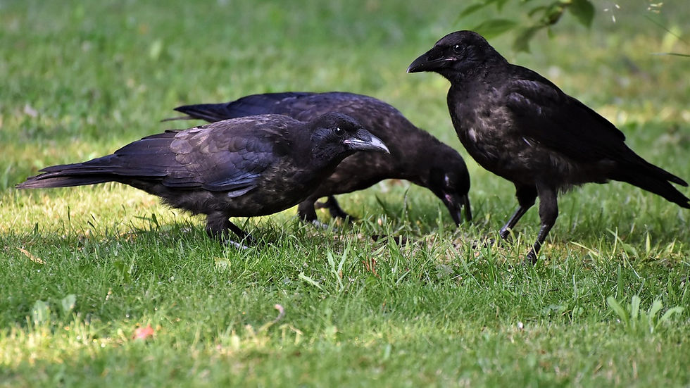 Three American crows foraging together on green grass in a sunlit field, one crow looking up while the others peck at the ground.