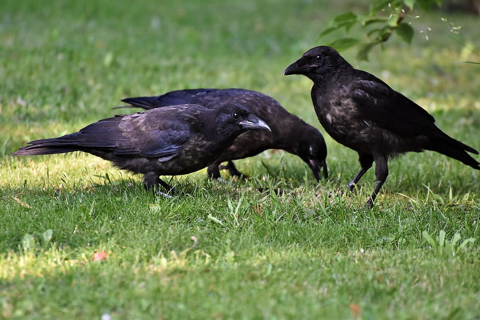 Three American crows foraging together on green grass in a sunlit field, one crow looking up while the others peck at the ground.