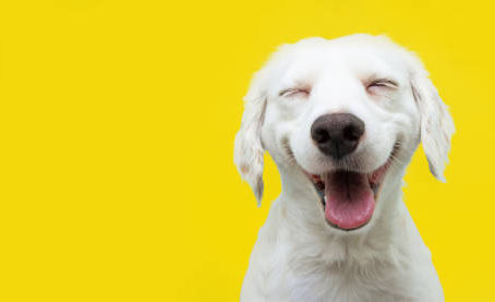 Exuberance: an abounding, ebullient, effervescent emotion