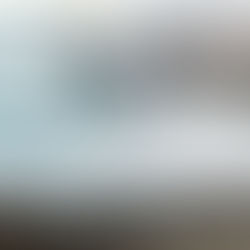 Window Pecking Seagull.