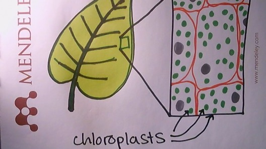 Where did chloroplasts come from?