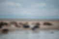 ou-voir-les-phoques-a-berck.jpg