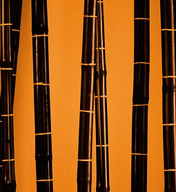 bamboo-2057086_1280_edited_edited.jpg