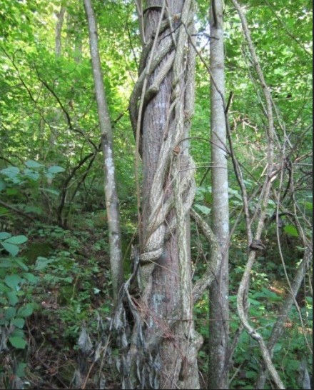 ree