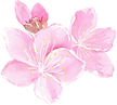 桃の花