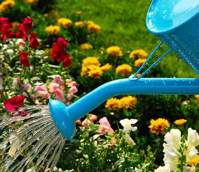花の水やり
