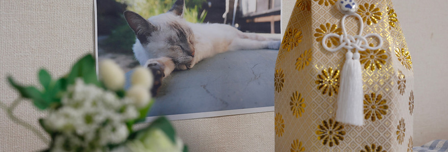 生前の猫の写真とお骨