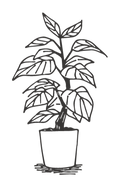 植物