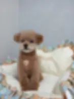 Soutienインスタ画像