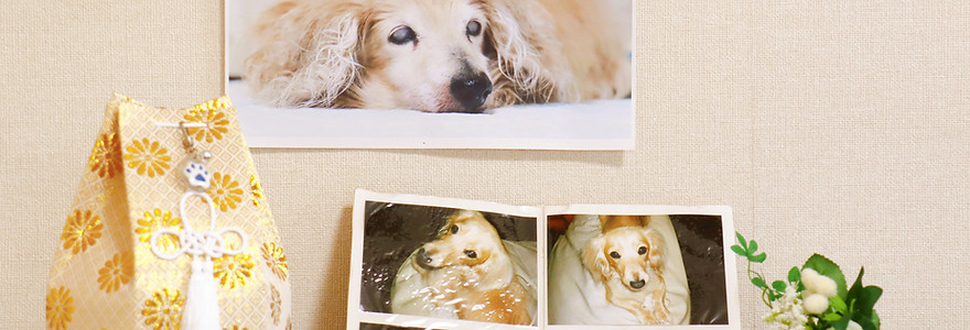 生前のペットの写真とお骨