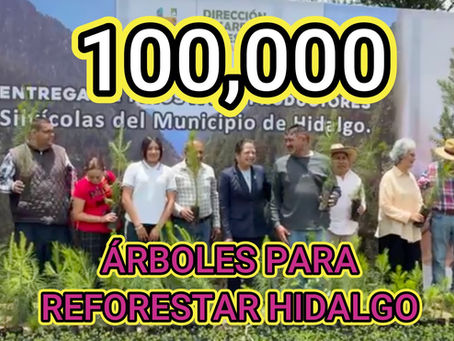 100 MIL ÁRBOLES PARA REFORESTAR HIDALGO