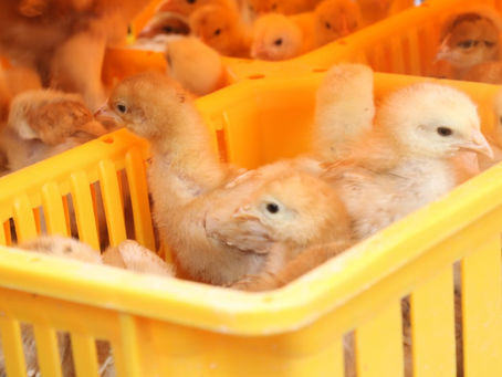 Entrega Gobierno de Zitácuaro 2 Mil aves de traspatio en beneficio de 200 familias