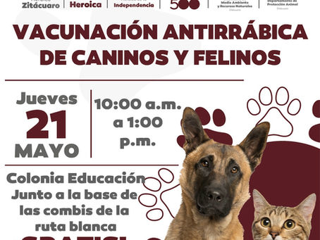 Jornada gratuita de vacunación antirrábica para caninos y felinos