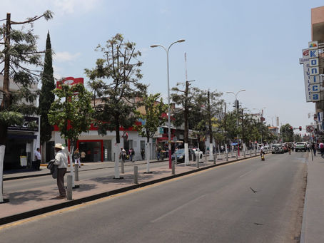 Podan árboles de Revolución para evitar riesgos en ciclistas y transeúntes