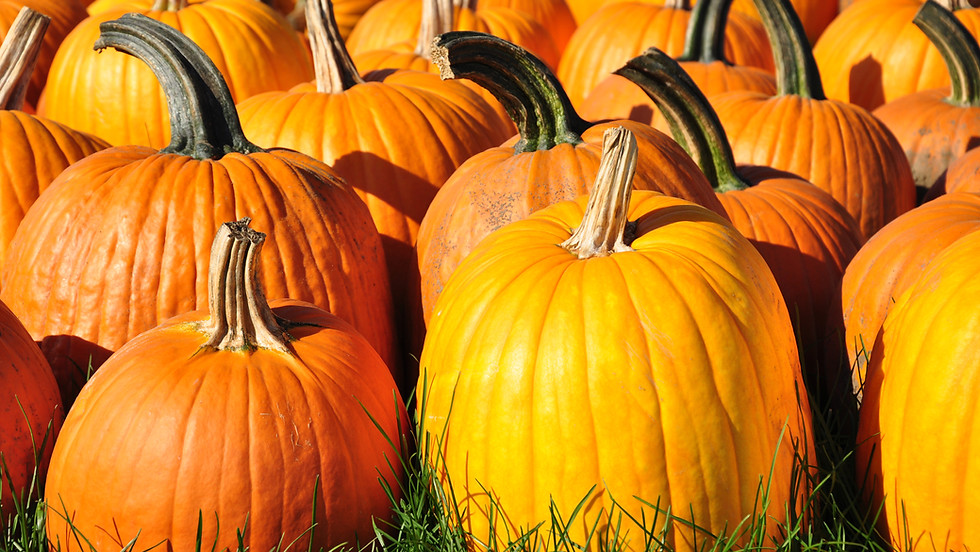 Pumpkin Sunday