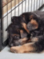 Odin von Olympia II x Diva von Olympia