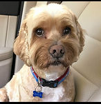 DAVE (Cockapoo)