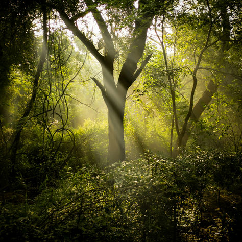 A single beam of sunlight filtering through a dense green forest canopy, symbolizing focused attention