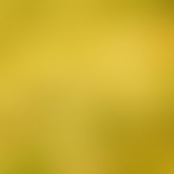 A golden wheat field bending sideways in a strong wind under an open sky, an image of chasing after something that can never actually be caught