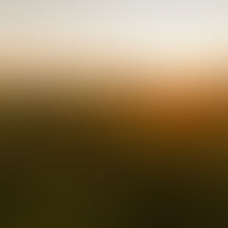 Rolling green hills bathed in soft golden evening light, the kind of quiet open countryside where a shepherd might pray aloud to God while watching his flock.