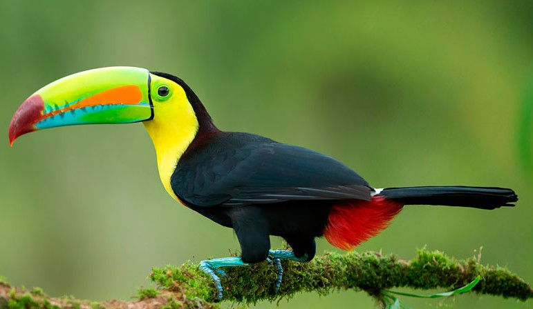 Biodiversity