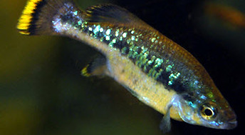 Akvarijske ribe, Ameca splendens - bleščeči mehiški krapič