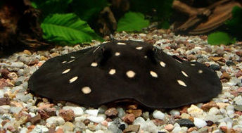 Akvarijske ribe - živorodke, kirwood, Potamotrygon leopoldi