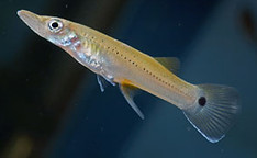 Akvarijske ribe - živorodke, Belonesox belizanus - Ščukasti krapič