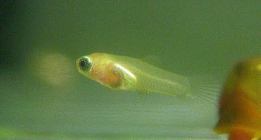 Akvaristika, Poecilia reticulata - mladica gupija