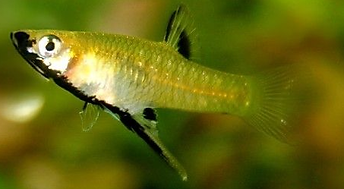 Girardinus metallicus samec