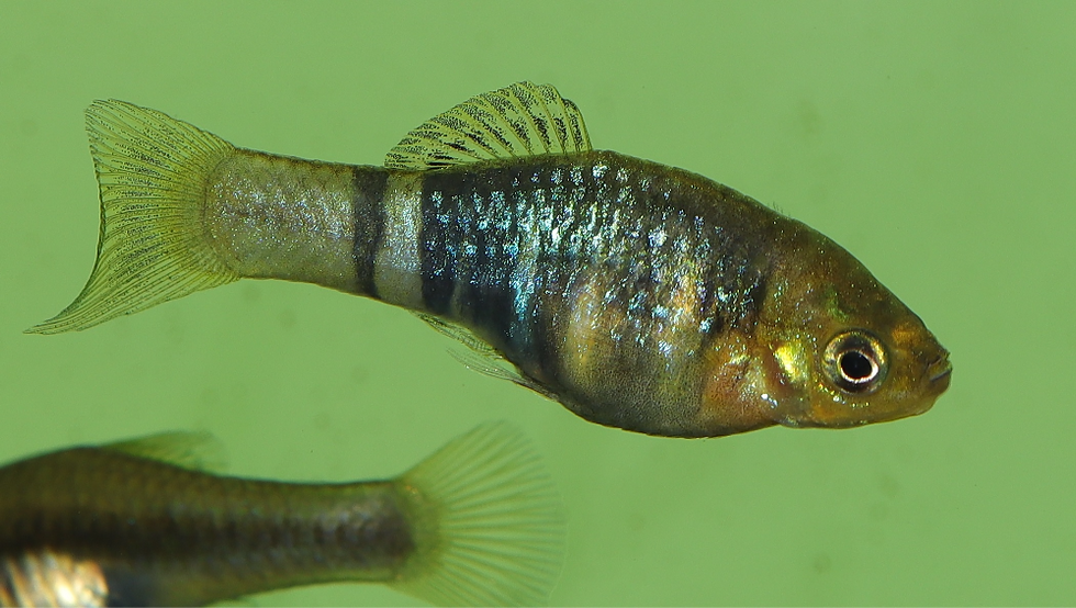 Xiphophorus xiphidium