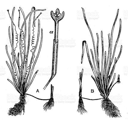 Vallisneria spiralis