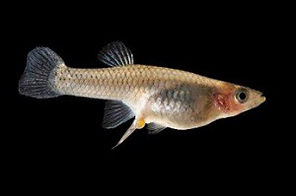 Akvarijske ribe - Izleganje mladice gupija, živorodke