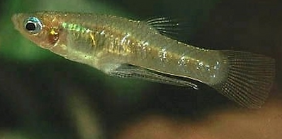 Girardinus metalicus normal