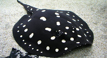Akvarijske ribe - živorodke, kirwood, Potamotrygon leopoldi