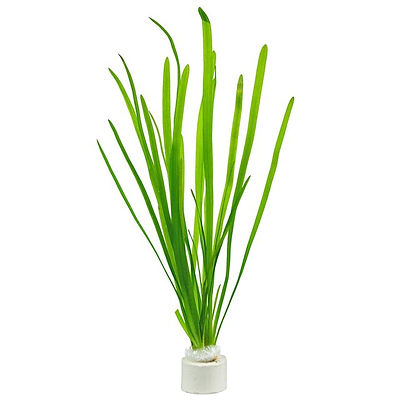 Vallisneria spiralis